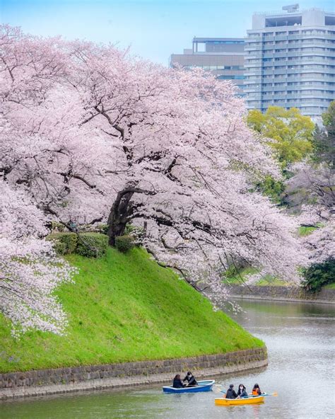 東京櫻花2025｜櫻花期＋10大東京櫻花景點推介！目黑川／千鳥之淵／新宿御苑 Klook旅遊網誌