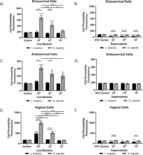 Live G Vaginalis Increases Epithelial Barrier Permeability Cell Download Scientific Diagram