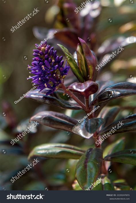 Shrub Veronica Plant Hebe Andersonii Plant Stock Photo 2220247655