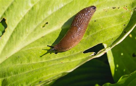 Blog Does Pest Control Get Rid Of Slugs Mooresville Exterminators