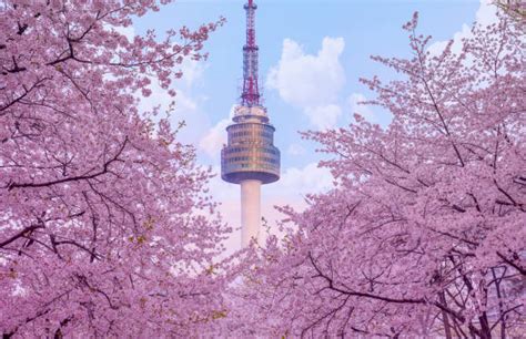 16,900+ Cherry Blossom Korea Stock Photos, Pictures & Royalty-Free ...