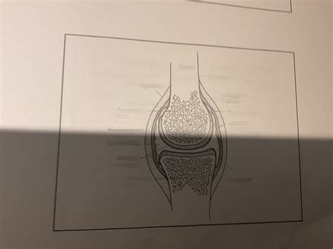 Synovial Joint Labelled Diagram Diagram | Quizlet