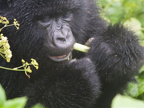 Budget Gorilla Trekking In Bwindi Eco Adventure Safaris