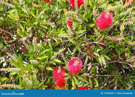 Red Bottlebrush Flowers Stock Image Image Of Bloom 134945527