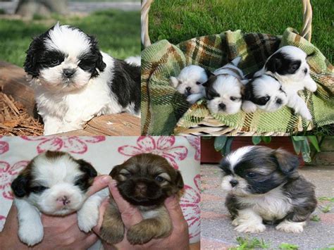 lovely pets shih tzu puppies