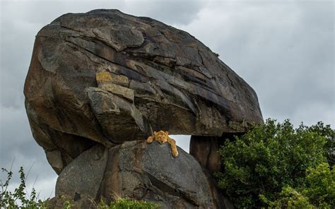 Wallpaper Animals Rock Nature Wood Lion Wilderness Boulder