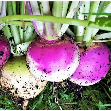 Seed Turnip Early Purple Top 500g Agrimark