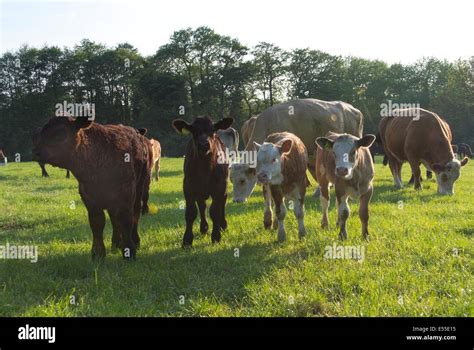 Heifer calves hi-res stock photography and images - Alamy