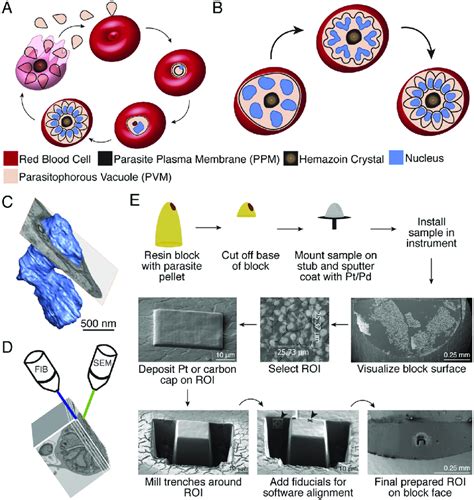 Plasmodium Falciparum Asexual Life Cycle And Fib Sem Sample Download Scientific Diagram