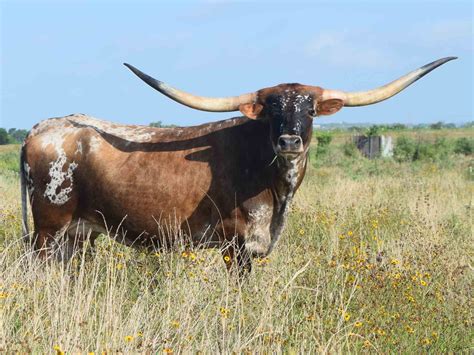 Rocking O Longhorns Texas Longhorn Cattle For Sale Austin Texas