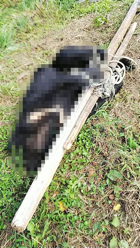 【画像】〈富山・70代女性を襲ったクマが逃走中〉「頭と顎に深い傷で、家族に見せるには心苦しい状況で」増える人里のクマ出没、2年前にも近所で捕獲されていた 3 4 ライブドアニュース