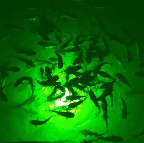 Attract More Fish With Led Lights A Secret Weapon For Waterfront