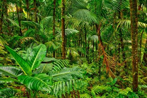 What are the biotic factors of the tropical rainforest? | Homework ...