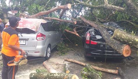 NUSABALI Dua Mobil Rusak Tertimpa Pohon Tumbang