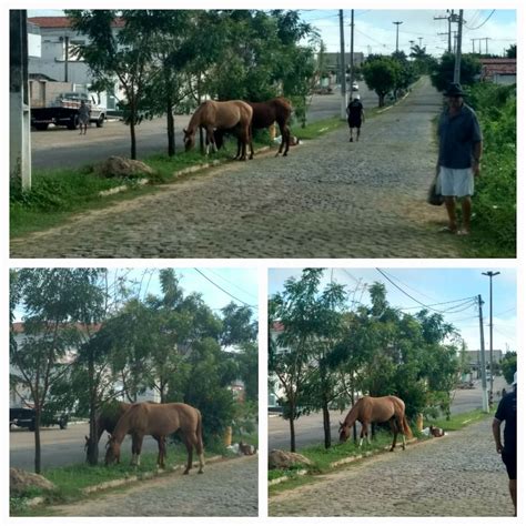 Js Blogueiro Cuidado Animais Est O Soltos Na Pista Que D