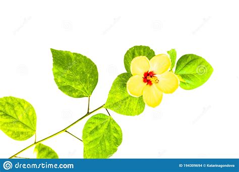 Isolated Yellow Hibiscus Flower Detail Stock Photo Image Of Exotic