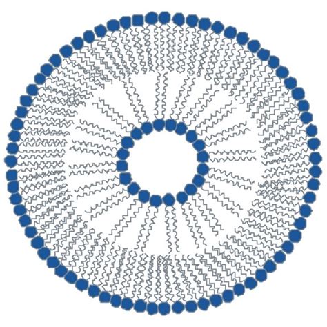 Schematic Representation Of Nanocarriers A Liposome B Micelle