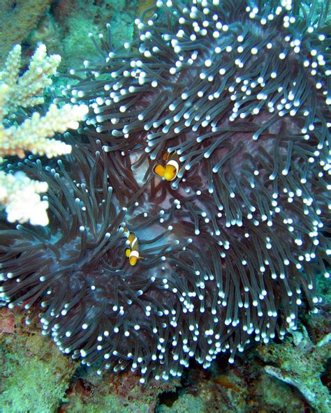 Scuba Diving Phi Phi Islands Anemone And Clown Fish Flickr