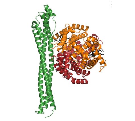 Evolutionary Divergence Of The Trypanosome Haptoglobin Haemoglobin