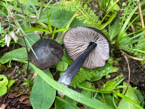 Entoloma Chalybaeum The Ultimate Mushroom Guide