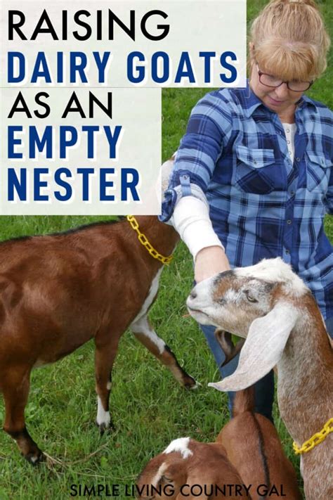 Raising Goats For Beginners A Complete Guide Simple Living Country Gal