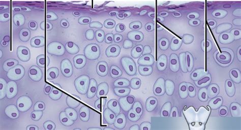 Hyaline Cartilage Diagram Quizlet