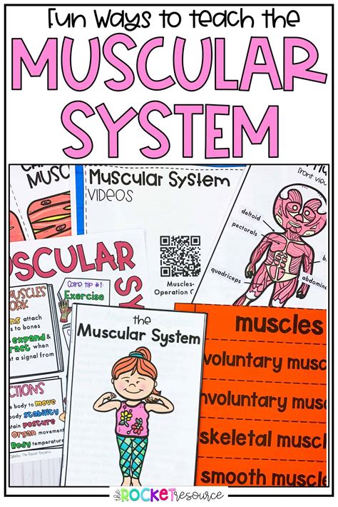 Activities for Teaching the Muscular System - The Rocket Resource