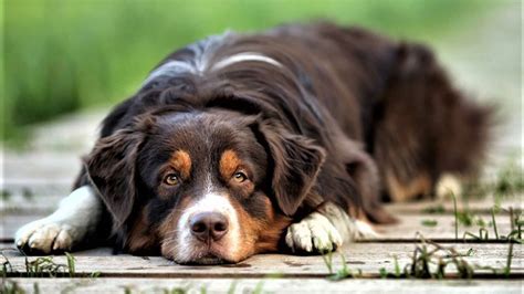 What Are The Signs And Symptoms Of Liver Damage In Dogs Earth Of Pet