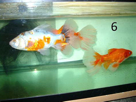 Site for Goldfish Keepers - Culling Scale Types