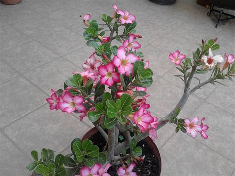 Rosa Del Desierto Y Sus Cuidados Rosa Del Desierto Rosa De Desierto