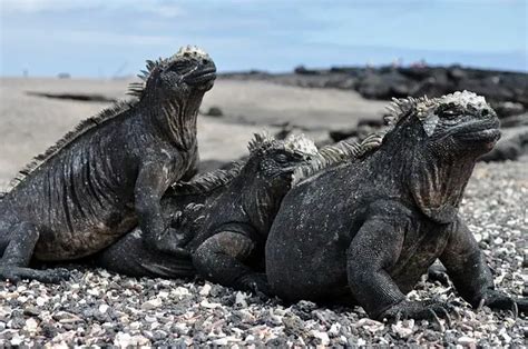 Iguana Marina De Gal Pagos Unos Lagartos Nicos Fotos