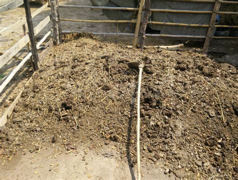 Making Compost from Cow Manure. Stock Image - Image of nature, organic ...