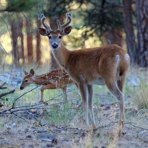 Buck fawns over the fawn - Around the World with Marty Essen