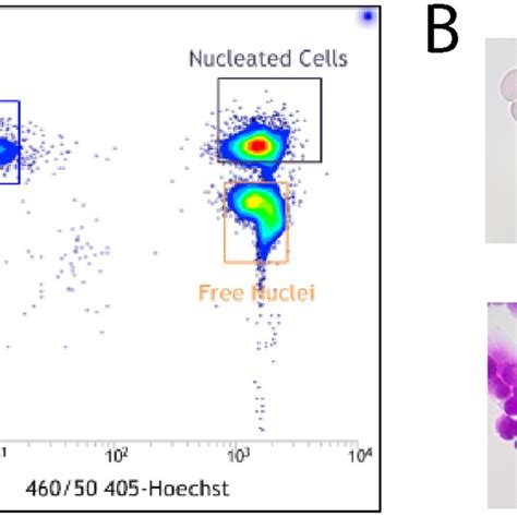 Facs Sorting Of Reticulocytes And Extruded Nuclei A Extruded Nuclei Download Scientific