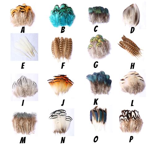 20 Pcs Feather Mix.16 Different Varieties Feathers for - Etsy