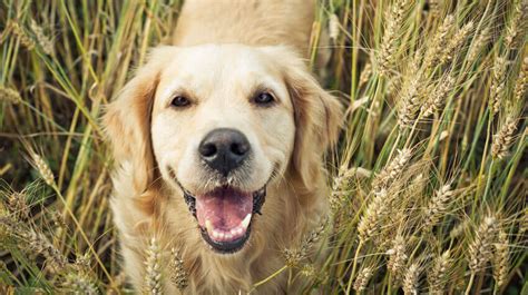 5 éléments essentiels pour garder votre chien en bonne santé Moyens I O