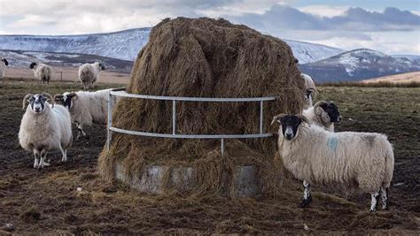 How To Reduce Costly Losses Of Big Bale Silage Farmers Weekly