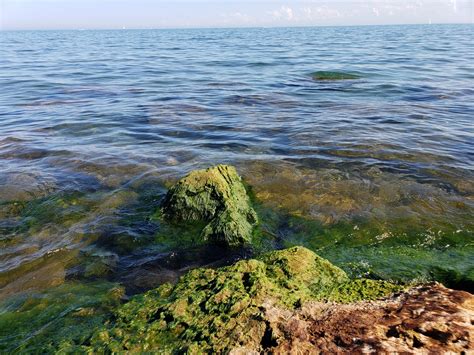 Algae Rocks Free Stock Photo - Public Domain Pictures