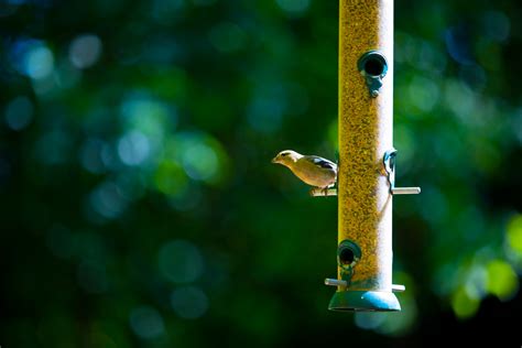 garden bird feeder  stock photo public domain pictures