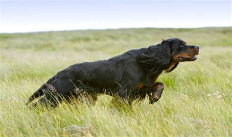 gordon setter breed information vetstreet vetstreet