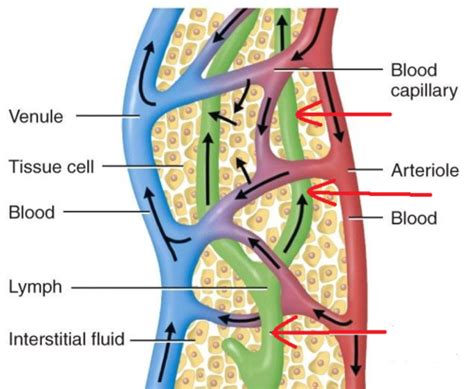 Scc Lymphatic Anatomy Flashcards Quizlet