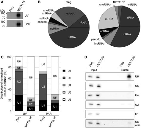 Human Mettl Is A N Methyladenosine M A Methyltransferase That