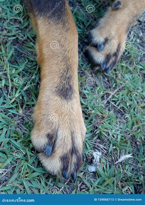 Dog Paws On Grass Stock Image Image Of Ground Nails 159060713