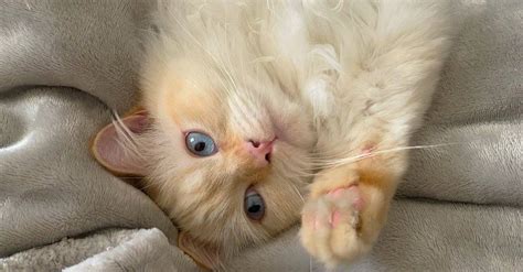 Flame Point Ragdoll Kitten | atelier-yuwa.ciao.jp