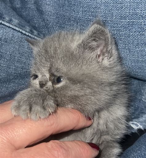 Exotic Kitten Cattery