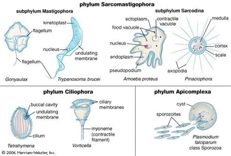 Protozoan Definition Parasites Diseases Characteristics Size Kingdom And Facts Britannica