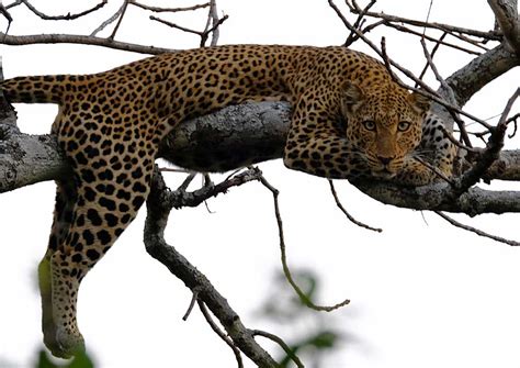 Katavi National Park information | Tanzania Specialists