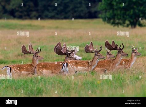 Fallow Deer Stags Cervus Dama Dama Dama With Antlers Covered In