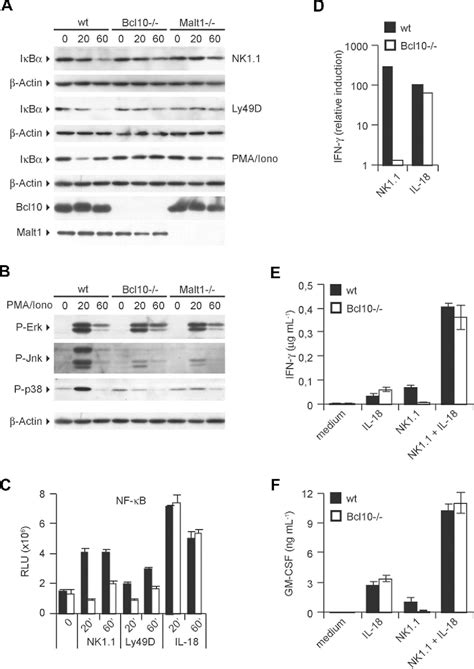 Figure From Multiple Itam Coupled Nk Cell Receptors Engage The Bcl