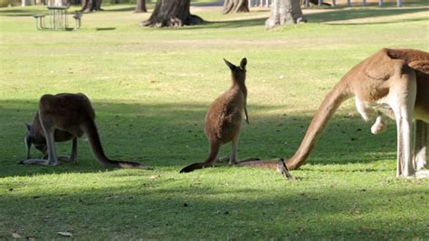 Close Up Of Kangaroo Eating Grass, Western Australia Stock Footage Video 6064586 | Shutterstock